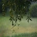 雨声催眠曲 - 淅淅沥沥的下雨声