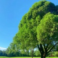 如果没有常青树 (DJ版)