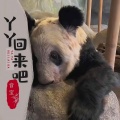 音宝 - 丫丫回来吧