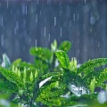 雨声催眠曲 - 打雷下雨声