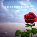 王超然 - 野花不要做玫瑰花的梦
