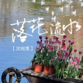 沈绾墨 - 落花流水