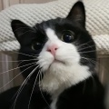 奶牛猫之曲