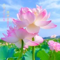 赖鸿根 - 南无救苦救难观世音菩萨 (木鱼唱诵)