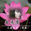 天籁含香 - 夜来香