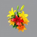 Chloroform - Single