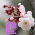 伊啦啦 - 桃花情 (伊啦啦 首唱)