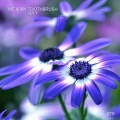 Me & My Toothbrush、Nora En Pure - July