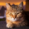 Peaceful Clarity、Cats Musical Project、Cats Of Dawn - Quiet Sounds For Slumber