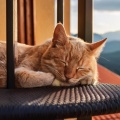 Grupo de Sanación Subliminal、Melodías para Gatos Dormidos、Momentos Relajantes para Gatos - Lofi En Calma Para Felino