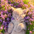 La vida en Legato、Música para Calmar a tu Gato、Música para Gatos Dormidos - Murmullos De Los Gatos Silenciosos
