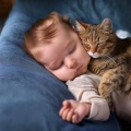 acusticamente、Música para gatos Deluxe、Música para Gatos Paz - Armonía De La Siesta Del Gato