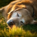 Feliz domingo por la mañana música、Música relajante para cachorros、Musica Relajante para Perros Clasico - Flujo Calmante Para Perros