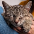 Armonía Felina: Música Suave Para Gatos