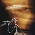 REGRETS (Explicit)