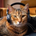 Silent Lofi Moments、Cats Purring、Cats Rule the World - Cat Nap Lofi