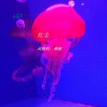傅晓 - 红尘