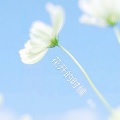 玄忆 - 花开的时候