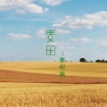 秦柯枫 - 麦田