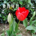 幽幽花香、一线海岸 - 傻得可以