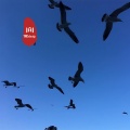 颜66、虞姬、圈妹、小奶瓶 - 不知道你的好 (DJ版)