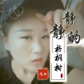 静静的梧桐树