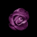 PURPLE ROSE