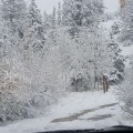 ZChopper - WinterBreeze