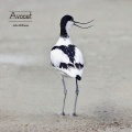 Avocet
