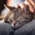Ritmos De Hip Hop Calmantes Para La Hora De La Siesta Del Gato