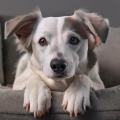 Tonos de frecuencias de solfeo、Susurrador de perros、Tranquilizante para Perros - Fluir De Patas De Hip Hop