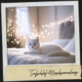 Cat Music Therapy、Schlafmusik、Cat Music - Vorspiel zum Mitternachtsfrieden