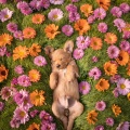 Melodías Suaves Para Perros: Música Reconfortante Para Mascotas