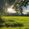 Daniel.mp3、quintuple、ZAMARO - spring time