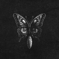 English - Chrysalis