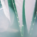 舟津真翔 - Aloe
