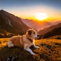 Binaural Programming、Doggy Music Background Music - Calm Night Tunes Dogs