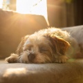 Alcalde Deseo、Las leyendas de la música canina、Música Chill Out para Perros - Sonidos Relajantes Para Quienes Mueven El Rabo