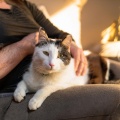 Frecuencia para、Relajacion Total、Vibraciones cósmicas profundas - Armonías Suaves Para Gatos Tranquilos