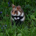 Blue Goldfish - Hamsters