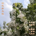 梁吉坤、亦飞 - 梨花开又落