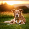 Relajación Canina: Melodías Lofi Para Perros