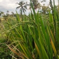 Gede - here iam again