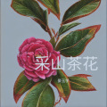 采山茶花