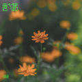 唐弋喏 - 把未来点亮 (小喏喏 remix)
