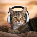 Chill Relaxers、Cat Spa Club、Jazz Music for Cat - Feline Harmony Tracks