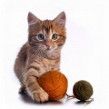 Atención Plena、Música de Fondo para Gatos、Ondas Sonoras para Gatos - Ritmos De Gato Tranquilo