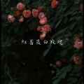 几度 - 红蔷薇白玫瑰