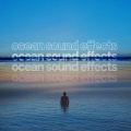 The Ocean Research Forum - Birds at the Beach