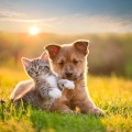 Pequeños Amigos Suaves: Música Calmante Para Mascotas